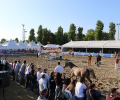 Manifestazione ippica